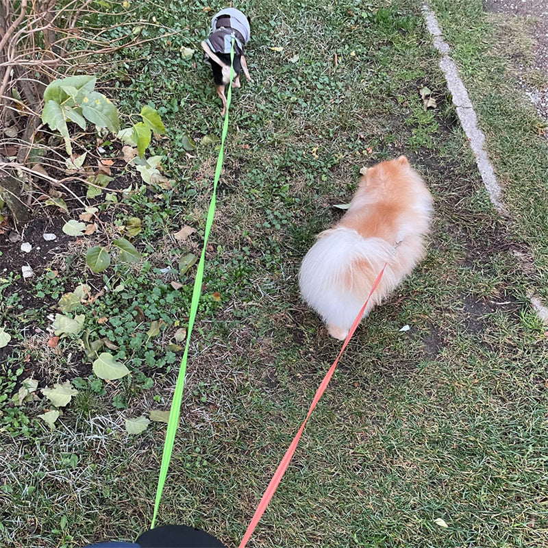 Dual Retractable Dog Leash with Flashlight & Poop Bag Holder